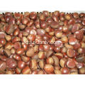 kemasan chestnut segar longgar